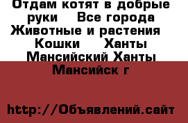 Отдам котят в добрые руки. - Все города Животные и растения » Кошки   . Ханты-Мансийский,Ханты-Мансийск г.